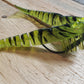 Craklin shrimp